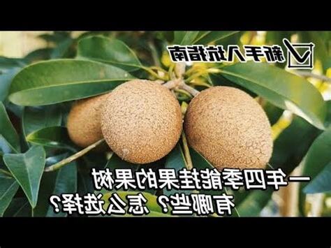 適合 北部種植的果樹